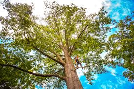 Best Tree Maintenance Programs  in Las Campanas, NM