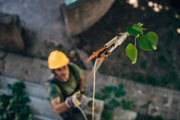 Best Tree Risk Assessment  in Las Campanas, NM